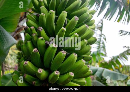 Eine Gruppe grüner Bananen hängt an einem Bananenbaum auf Terceira Island, Azoren. Lebhafte tropische Szene. Stockfoto