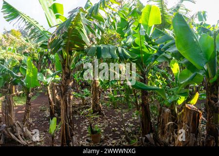 Eine malerische Bananenplantage auf Terceira Island, Azoren, mit leuchtend grünem Laub, das sich über die Landschaft erstreckt. Stockfoto