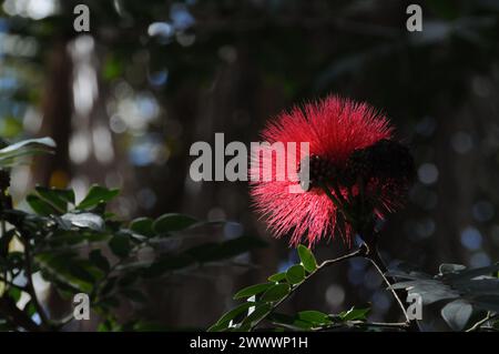 Großbürstenwerk (Callistemon), Sydney Stockfoto