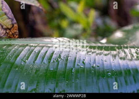 Detaillierte Nahaufnahme eines Bananenblattes mit prickelnden Wassertropfen. Stockfoto