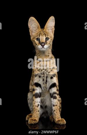 Lustige Serval Cat, sitzend und neugieriger Blick isoliert auf schwarzem Hintergrund, Vorderansicht Stockfoto