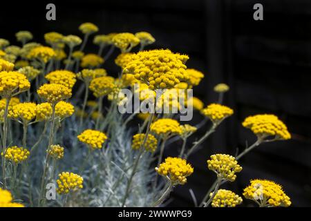 Die leuchtend gelben Blüten von Helichrysum italicumin zeigen sich vor einem kontrastierenden dunklen Hintergrund. Auch bekannt als Currypflanze oder italienische Strohblume. Stockfoto