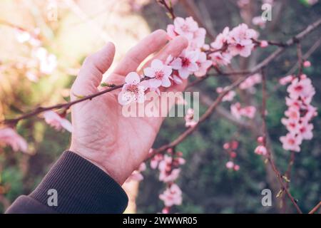 Landwirt in Bio-Pfirsichplantagen zur Untersuchung von Obstbaumblüten, selektiver Fokus Stockfoto