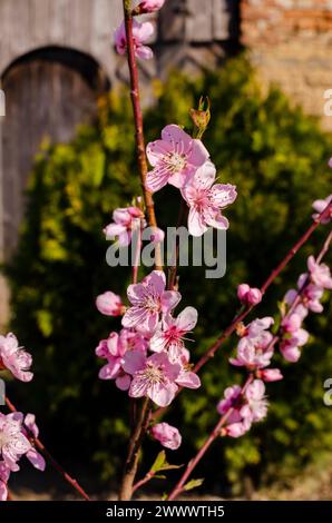 Wunderschöne rosa Pfirsichblüten im Bauerngarten Stockfoto