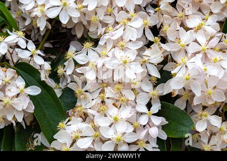 Clematis flammula, die duftende Jungfrau-Krause, ist eine blühende Pflanzenart aus der Familie der Ranunculaceae. Stockfoto