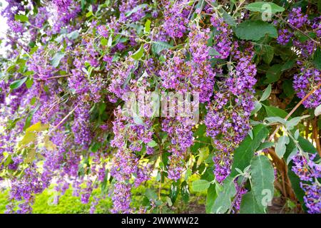 Buddleja davidii (Schreibweise Buddleia davidii), auch Sommerlilach, Schmetterlingsstrauch oder oranges Auge genannt, gehört zur Familie der Scrophulariaceae, Stockfoto