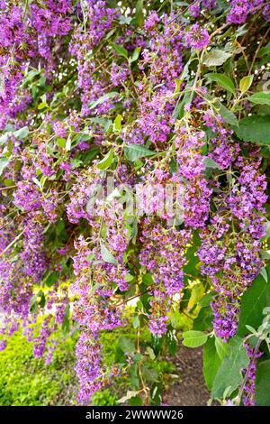 Buddleja davidii (Schreibweise Buddleia davidii), auch Sommerlilach, Schmetterlingsstrauch oder oranges Auge genannt, gehört zur Familie der Scrophulariaceae, Stockfoto