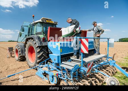 Bio-Hanfkeimling, Traktor mit Lemken-Stutzenverteiler. Der Bauer und sein Vater füllen die Sämaschine, Hanf sie säen Säsäen Stockfoto