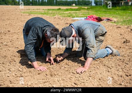 Organischer Hanfkeimling mit Sämaschine. Der Bauer und sein Vater überprüfen den Sämling Stockfoto