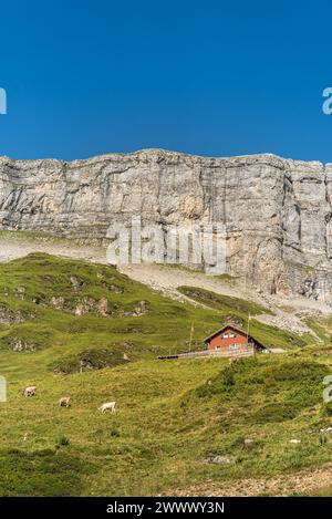 Einsamer Bauernhof und weidende Kühe vor steilen Felsen am Klausenpass, Unterschaechen, Kanton URI, Schweiz Stockfoto