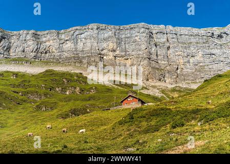 Einsamer Bauernhof und weidende Kühe vor steilen Felsen am Klausenpass, Unterschaechen, Kanton URI, Schweiz Stockfoto