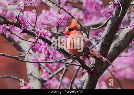 Ein roter Kardinalvogel auf einem Baumzweig mit rosa Blüten. Stockfoto