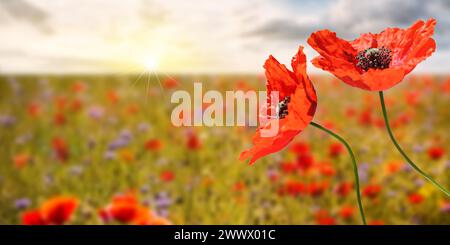 Romantisches Mohnfeld bei Sonnenaufgang, Panoramaformat mit Kopierraum. Stockfoto
