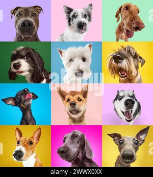 Collage aus Porträt von reinrassigen Hunden, die die Kamera vor buntem Atelierhintergrund betrachten. Fröhliche, lächelnde Maultiere. Stockfoto