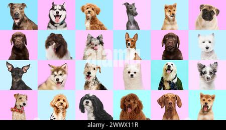 Collage aus Porträt von reinrassigen Hunden, die die Kamera vor pastellrosa-blauem Atelierhintergrund betrachten. Fröhliche, lächelnde Maultiere. Stockfoto