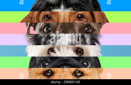 Gestreifte Collage aus Nahaufnahmen reinrassiger Hundeaugen vor buntem Hintergrund. Niedliche kleine Begleiter. Stockfoto