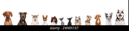 Banner. Süße, entzückende reinrassige Hunde, die vor weißem Studiohintergrund in die Kamera schauen. Fröhliche, lächelnde Maultiere. Stockfoto