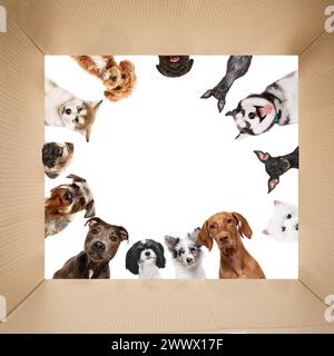 Blick aus der Box, Blick auf einen Kreis von verschiedenen Hunden, die vor weißem Atelierhintergrund nach unten schauen. Stockfoto