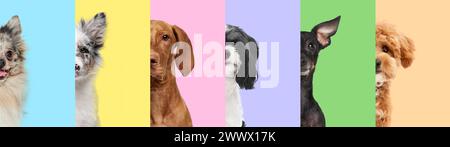 Kreative Collage. Halbgesichter von fünf verschiedenen Hunden vor gestreiftem Hintergrund in verschiedenen Pastellfarben. Freundschaft. Stockfoto