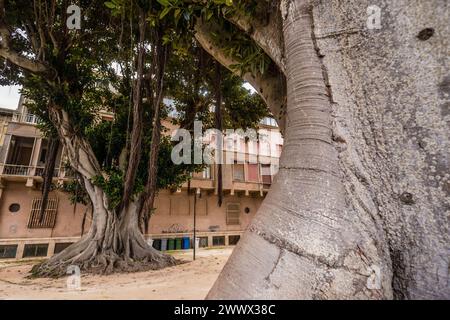 Uralte Bäume mit einem Umfang von mehreren Metern stehen in dem Park Villa Cavallotti in Marsala, Sizilien, Italien. Uralte Bäume im Park *** Alte Bäume mit einem Umfang von mehreren Metern stehen im Park Villa Cavallotti in Marsala, Sizilien, Italien Alte Bäume im Park Stockfoto