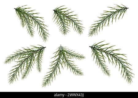 Eine Gruppe von Tannenzweigen. Neujahr und Weihnachten. Der Weihnachtsbaum Stock Vektor