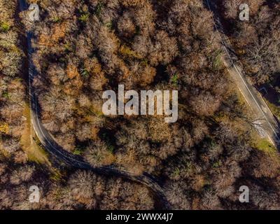 Eine Passstraße schlängelt sich durch den Laubwald. Blick von oben aus der Vogelperspektive auf einen herbstlichen Wald in den Bergen des Parco dei Nebrodi im Norden Siziliens. Italien Blick auf eine kleine Passstraße durch einen Wald *** Eine Passstraße windet sich durch den Laubwald Vogelperspektive auf einen herbstlichen Wald in den Bergen des Parco dei Nebrodi im Norden Siziliens Italien Blick auf eine kleine Passstraße durch einen Wald Stockfoto