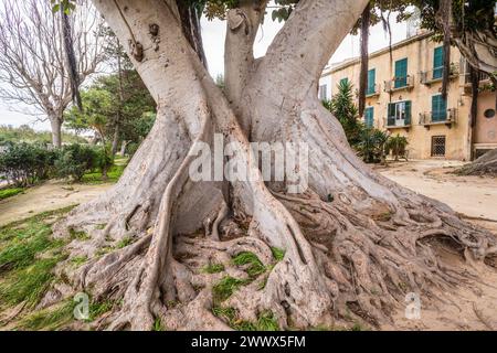 Uralte Bäume mit einem Umfang von mehreren Metern stehen in dem Park Villa Cavallotti in Marsala, Sizilien, Italien. Uralte Bäume im Park *** Alte Bäume mit einem Umfang von mehreren Metern stehen im Park Villa Cavallotti in Marsala, Sizilien, Italien Alte Bäume im Park Stockfoto