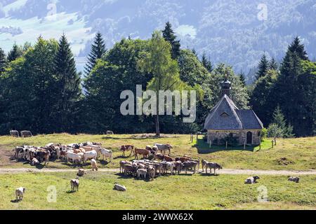 Braune Schweizer Und Fleckvieh Rinder In Der Hochälpele Kapelle Am Bödele In Schwarzenberg Im Bregenzerwald, Vorarlberg, Österreich Stockfoto