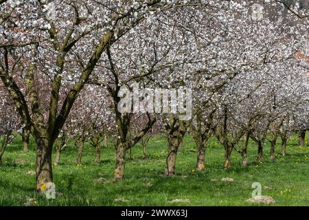 Aprikosenblüte, Aprikosenblüte In Der Wachau, Niederösterreich, Österreich Stockfoto