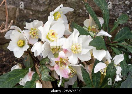 Schneerosen, Helleborus Niger Stockfoto