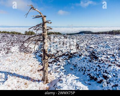 Ein abgestorbener Baum steht in der abstrakten Lavalandschaft am Ätna. Vulkan Ätna Ätna 3357 m, Sizilien, Italien. Am Vulkan Ätna im Winter *** Ein toter Baum steht in der abstrakten Lavalandschaft auf dem Ätna Vulkan 3357 m, Sizilien, Italien auf dem Ätna Vulkan im Winter Stockfoto