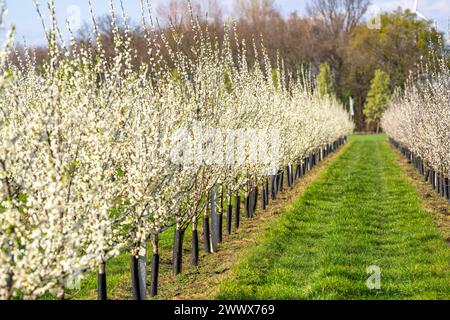 Obstanbau Betrieb bei Bottrop-Kirchhellen, blühende Apfelbäume, NRW, Deutschland Apfelbaum Blüte *** Obstbauernhof bei Bottrop Kirchhellen, blühende Apfelbäume, NRW, Deutschland Apfelbaumblüte Stockfoto