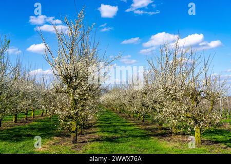 Obstanbau Betrieb bei Bottrop-Kirchhellen, blühende Apfelbäume, NRW, Deutschland Apfelbaum Blüte *** Obstbauernhof bei Bottrop Kirchhellen, blühende Apfelbäume, NRW, Deutschland Apfelbaumblüte Stockfoto