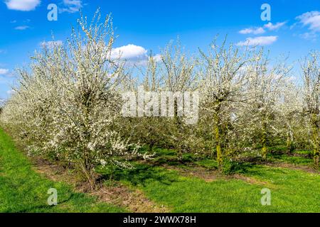 Obstanbau Betrieb bei Bottrop-Kirchhellen, blühende Apfelbäume, NRW, Deutschland Apfelbaum Blüte *** Obstbauernhof bei Bottrop Kirchhellen, blühende Apfelbäume, NRW, Deutschland Apfelbaumblüte Stockfoto