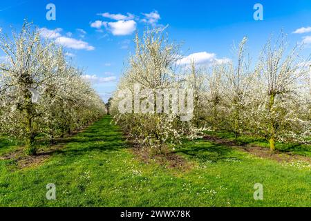 Obstanbau Betrieb bei Bottrop-Kirchhellen, blühende Apfelbäume, NRW, Deutschland Apfelbaum Blüte *** Obstbauernhof bei Bottrop Kirchhellen, blühende Apfelbäume, NRW, Deutschland Apfelbaumblüte Stockfoto