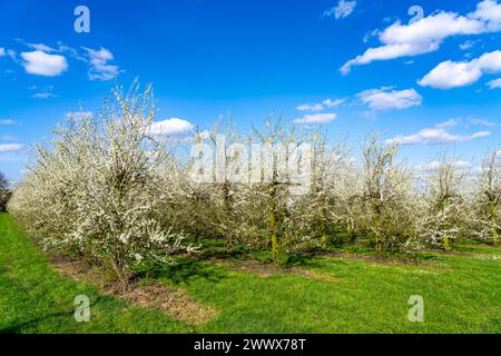 Obstanbau Betrieb bei Bottrop-Kirchhellen, blühende Apfelbäume, NRW, Deutschland Apfelbaum Blüte *** Obstbauernhof bei Bottrop Kirchhellen, blühende Apfelbäume, NRW, Deutschland Apfelbaumblüte Stockfoto