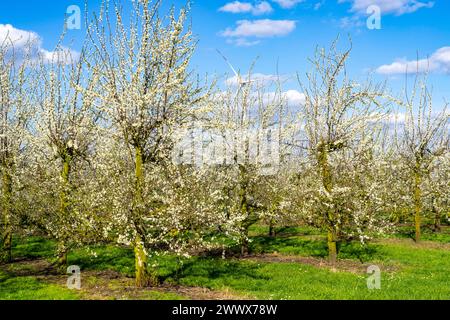 Obstanbau Betrieb bei Bottrop-Kirchhellen, blühende Apfelbäume, NRW, Deutschland Apfelbaum Blüte *** Obstbauernhof bei Bottrop Kirchhellen, blühende Apfelbäume, NRW, Deutschland Apfelbaumblüte Stockfoto