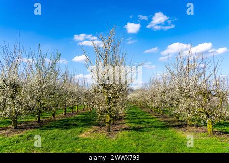 Obstanbau Betrieb bei Bottrop-Kirchhellen, blühende Apfelbäume, NRW, Deutschland Apfelbaum Blüte *** Obstbauernhof bei Bottrop Kirchhellen, blühende Apfelbäume, NRW, Deutschland Apfelbaumblüte Stockfoto