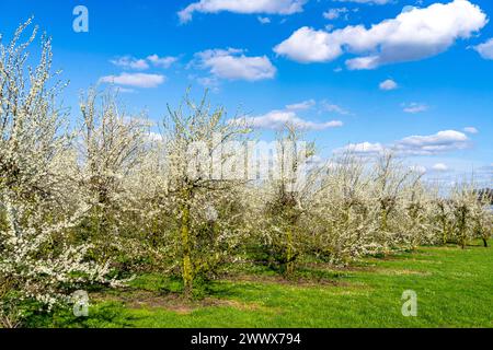 Obstanbau Betrieb bei Bottrop-Kirchhellen, blühende Apfelbäume, NRW, Deutschland Apfelbaum Blüte *** Obstbauernhof bei Bottrop Kirchhellen, blühende Apfelbäume, NRW, Deutschland Apfelbaumblüte Stockfoto