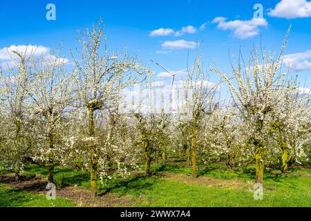 Obstanbau Betrieb bei Bottrop-Kirchhellen, blühende Apfelbäume, NRW, Deutschland Apfelbaum Blüte *** Obstbauernhof bei Bottrop Kirchhellen, blühende Apfelbäume, NRW, Deutschland Apfelbaumblüte Stockfoto