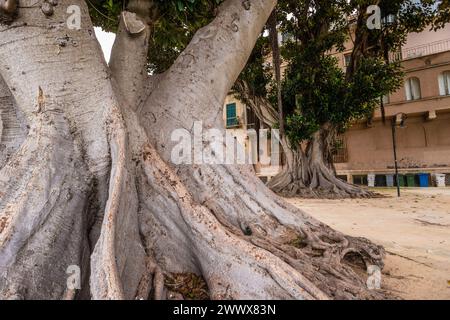 Uralte Bäume mit einem Umfang von mehreren Metern stehen in dem Park Villa Cavallotti in Marsala, Sizilien, Italien. Uralte Bäume im Park *** Alte Bäume mit einem Umfang von mehreren Metern stehen im Park Villa Cavallotti in Marsala, Sizilien, Italien Alte Bäume im Park Stockfoto