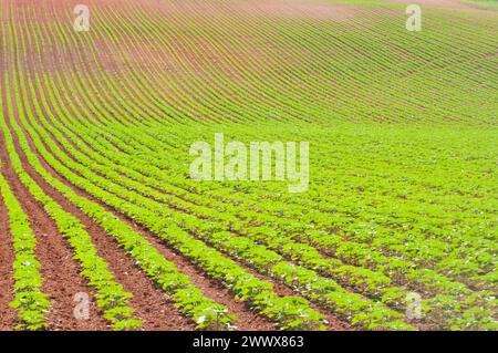 Anbau Feld. Cuenca Provinz, Castilla La Mancha, Spanien. Stockfoto