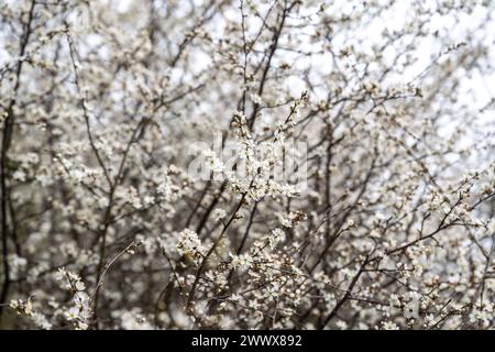 Masse winziger Weißdornblüten auf einer Reihe von Sträuchern in der englischen Landschaft im Frühjahr. Stockfoto