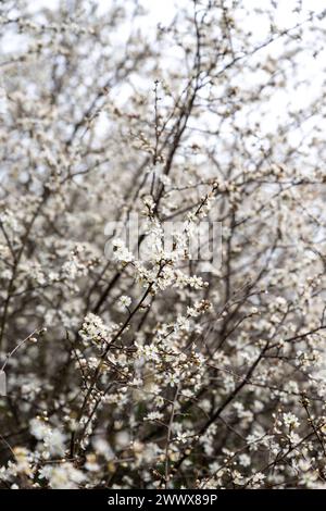 Masse winziger Weißdornblüten auf einer Reihe von Sträuchern in der englischen Landschaft im Frühjahr. Stockfoto