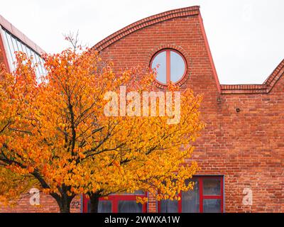 Ein rotes Backsteingebäude mit einem Baum davor, in Göteborg, Schweden. Der Baum ist in voller Herbstfarbe und steht hoch vor der Kulisse o Stockfoto