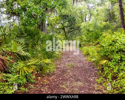 Wanderweg durch üppige grüne tropische Landschaft im Oscar Scherer State Park in Osprey Floirida USA Stockfoto