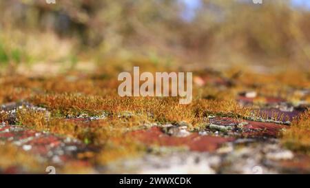 Nahaufnahme von Moos in Ziegeln im Sonnenlicht. Stockfoto