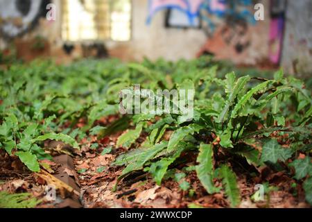 Laub und Pflanzen, die auf verlassenen Fabrikgeschossen wachsen. Stockfoto