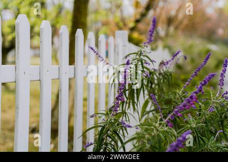 Violette Salvia divinorum in Blüte unter anderen Pflanzen in einem Garten, der von einem Pfahlzaun eingerahmt wird. Frühling. Stockfoto