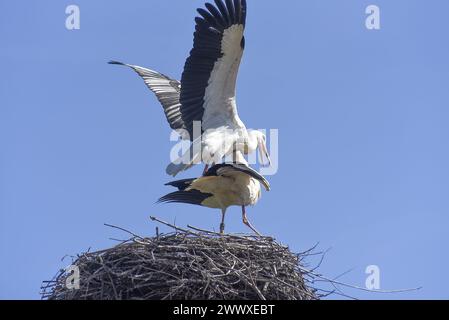 Weißstörchpaare (Ciconia ciconia) werden auf einem Nest in Ostrava - Lhotka, Tschechien, am 26. März 2024 gesehen. (CTK Foto/Drahoslav Ramik) Stockfoto